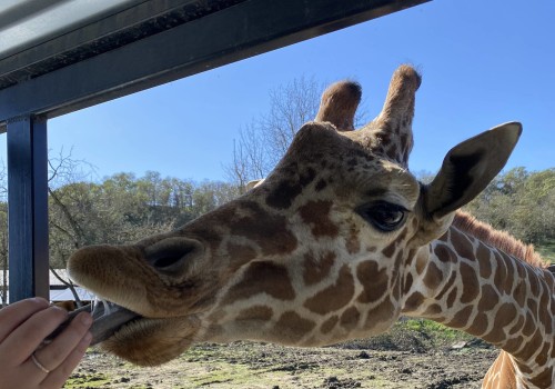 Engaging Animal Encounters in Oregon
