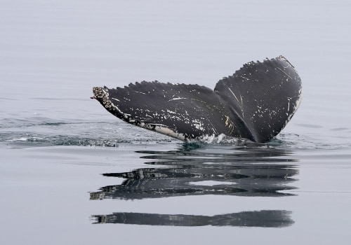 Wildlife Watching Opportunities in Oregon